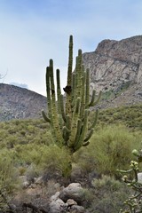 Monsoon Season Arizona Linda Vista Trail Oro Valley Tucson Desert Landscape