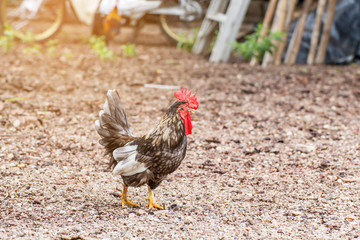 Beautiful Rooster and hen on nature background