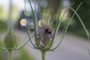 the bizarre flower bud of a cardiac thistle before blooming