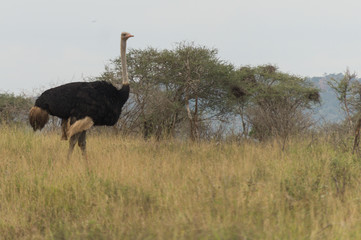 Ostrich on Kruger NP, South Africa