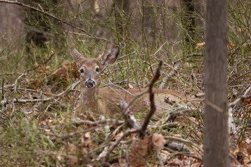 A white-tailed deer lying on the forest floor, camouflaged by the leaves and trees