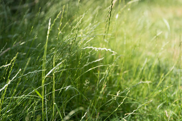 Grass 3