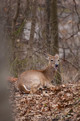 A white-tailed deer lying on the forest floor, camouflaged by the leaves and trees