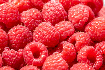 Geerntete reife rote Himbeeren in der Nahaufnahme