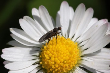 Fototapeta premium bébêtes