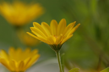 fleur © annick