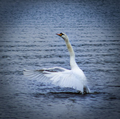 Beating Swan