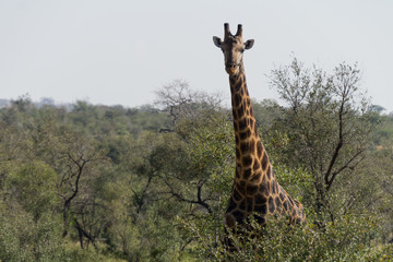 Giraffes on Kruger NP, South Africa