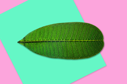 Creative green leave on colorful background. Minimal art design.
