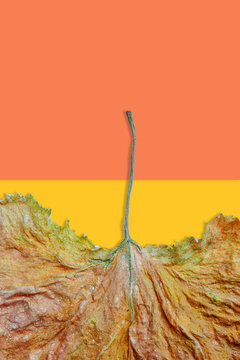 Creative dried leave on colorful background. Minimal art design.