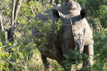 Rhino on Kruger NP, South Africa