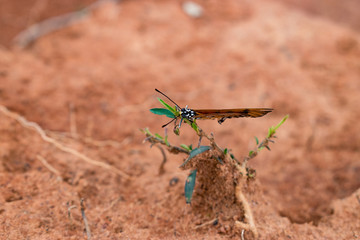 Close-Up Shot Of A Butterfly Sitting On A Grass