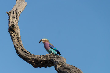 Kruger NP, South Africa