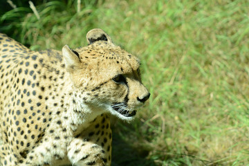 Gepard in Tierpark