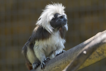 tamarin with a crown of cotton