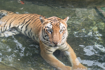 Royal Bengal Tiger Relaxing In Water