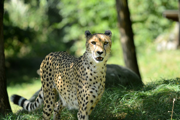 Gepard in Tierpark
