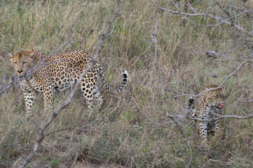 Leopards on Kruger NP, South Africa