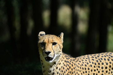 Gepard in Tierpark