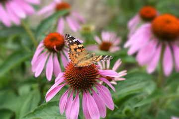 Butterfly on a flower
