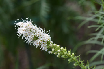 White prairie gay feather