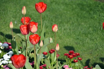 red tulips in an English garden with colourful background