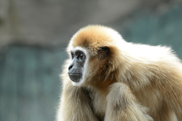 Gibbon Affe, 