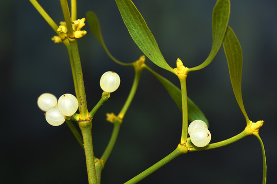 Mistel; viscum; weissbeerige Mistel; viscum album; mistletoe;