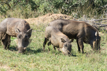 Wharthogs on Kruger NP, South Africa