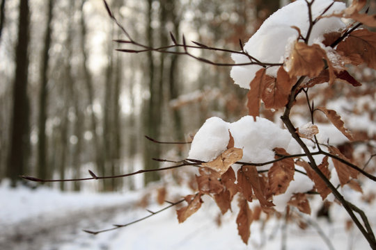 Bl&auml;tter mit Schnee im Wald