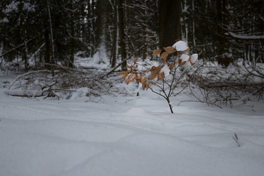 Bl&auml;tter mit Schnee im Wald
