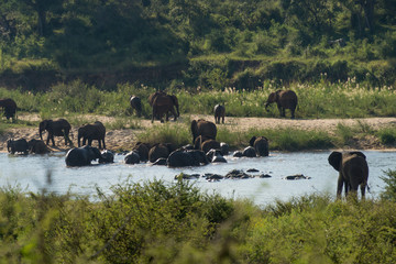Elephants on Kruger NP,  South Africa