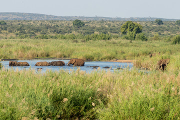 Elephants on Kruger NP,  South Africa
