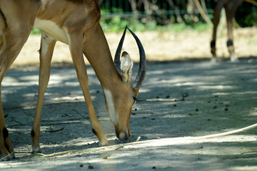 Impala Antilope