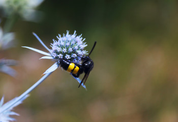 Wild bee sits on a flower.