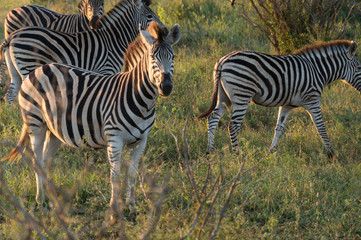 Zebras on Kruger NP, South Africa