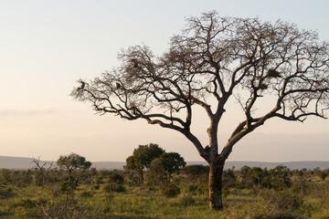 Fototapeta na wymiar Monkeys sunset on Kruger NP, South Africa
