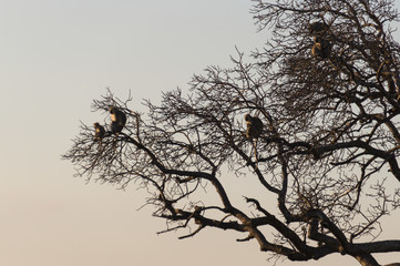 Monkeys sunset on Kruger NP, South Africa