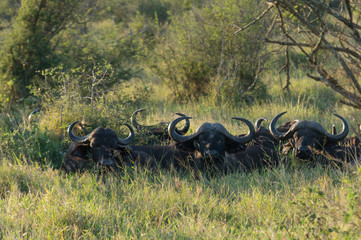 Buffalos on Kruger NP, South Africa