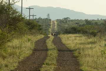 Kruger NP, South Africa