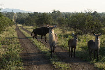 Wildlife on Kruger NP, South Africa