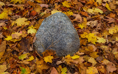 Rock among autumn leaves on ground