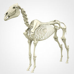 Horse Skeleton Anatomy - isolated on white. 3d rendering