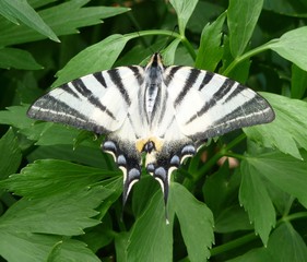 papillon