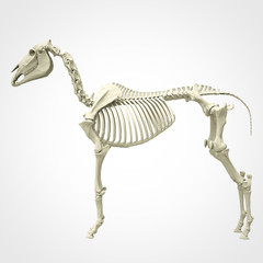 Horse Skeleton Anatomy - isolated on white. 3d rendering