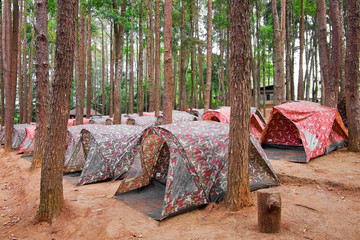 Many tents soldier pattern in camping site area in pine forest. © Pungu x