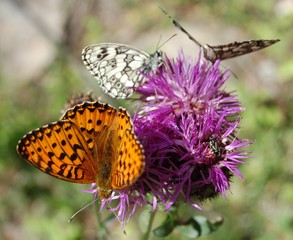 papillon