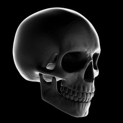 Human skull. 3d rendering