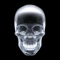 Human skull. 3d rendering