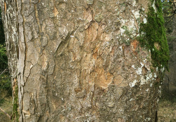 Berg-Ahorn; Acer pseudoplatanus; sycamore maple; maple;